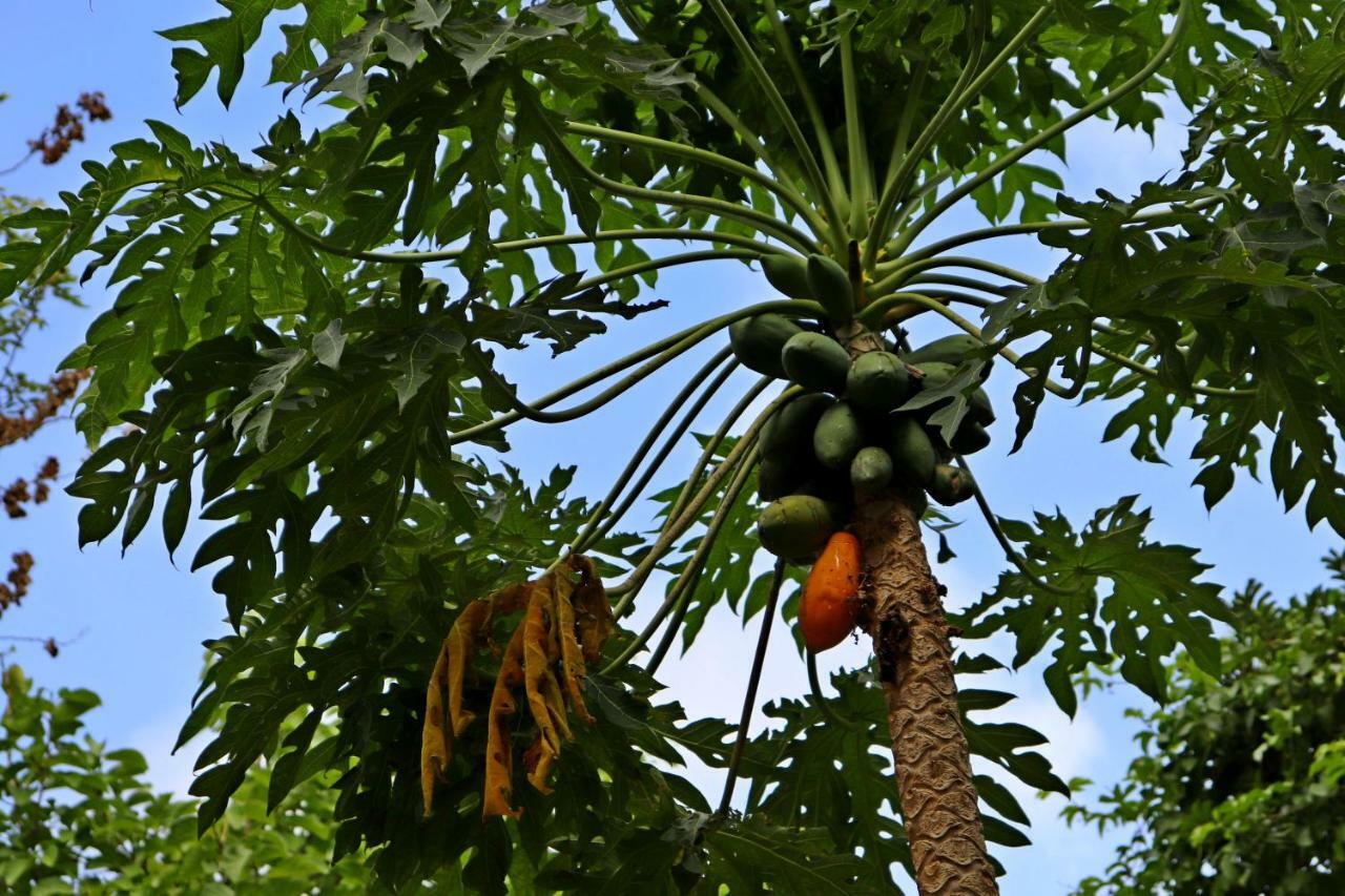 Casa Del Bosque كانكون المظهر الخارجي الصورة